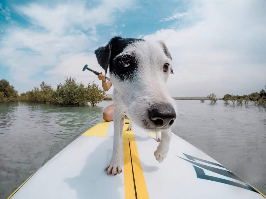 Naked Aqua SUP with Your Pup Blog